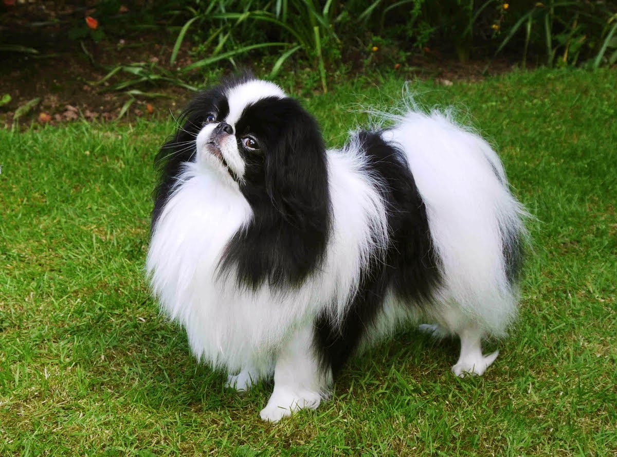 
Японский хин — одна из древнейших пород миниатюрных собак: история ее происхождения исчисляется даже не веками — тысячелетиями! Японский хин (или японский спаниель) на протяжении долгого времени считался императорской собакой (за каждой особью во дворце присматривал специально приставленный слуга), они ценились буквально на вес золота, а попытки выходцев из низших слоев общества обзавестись таким питомцем могли стоить жизни. «Японский хин — очень умная собачка, легко поддается дрессуре, знает более 30 команд, — подчеркнула эксперт. — Эти собаки не требуют выгула, быстро приучаются к лотку. Они никогда не кусаются, мало лают. Словом, идеальные компаньоны, готовые отдать жизнь за своего хозяина».