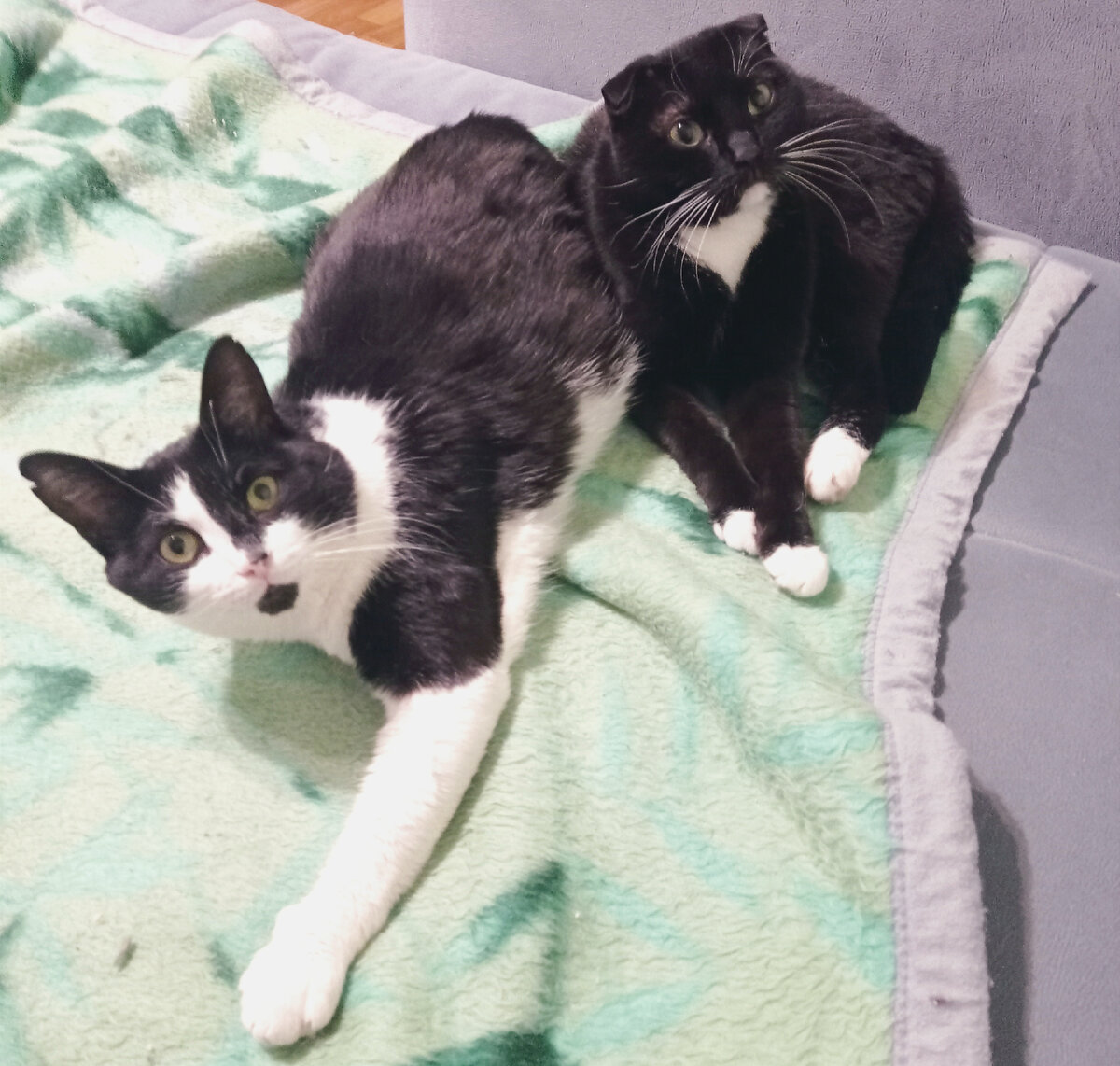 После такой истории, я считаю, нужно добавить котиков, чтобы не было так грустно