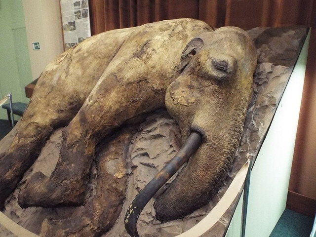 Сопкаргинский мамонтёнок Женя