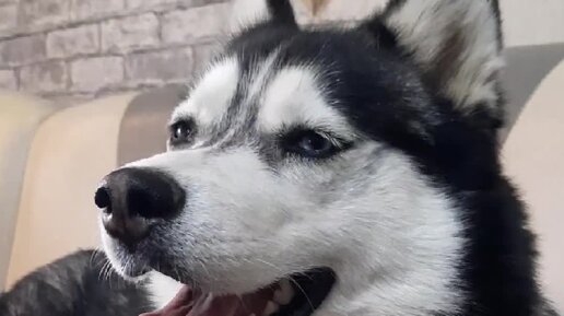 Ласка жизнь 10 хаски. Хаски хантер. Доброе утро с хаски картинки. Хаски до редизайна. Дзен хаски.