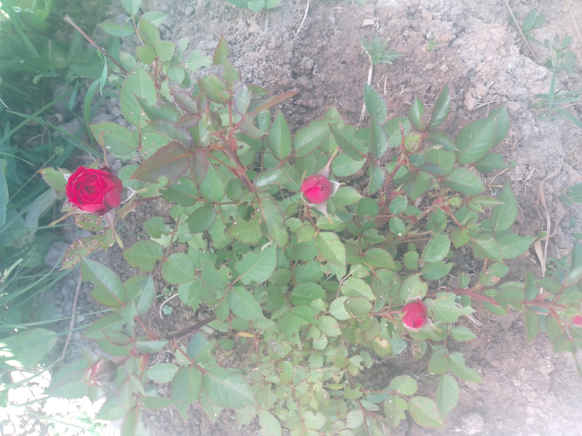 Карликовая розочка