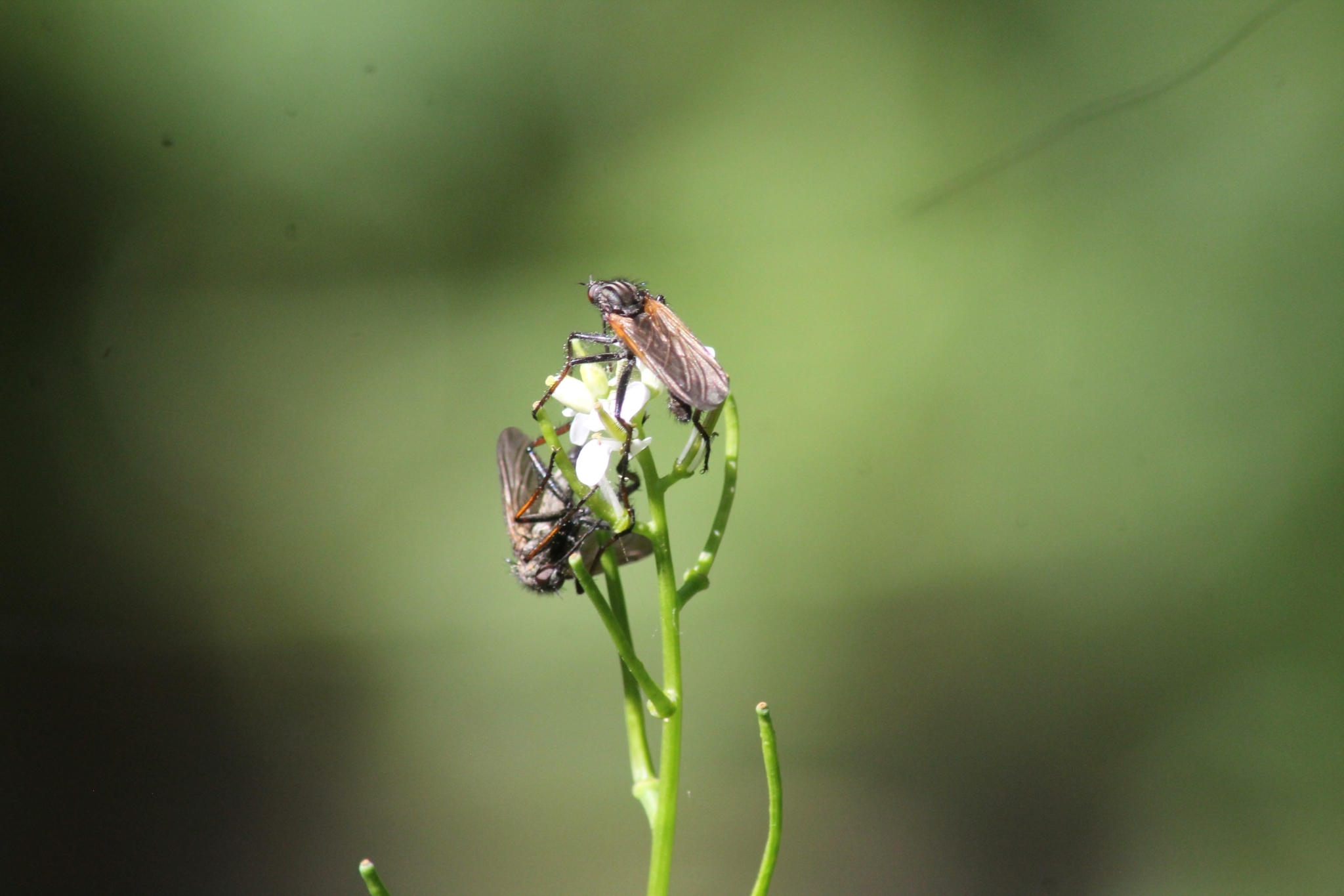 Большой толкунчик: Хищная муха-перехватчик. Их самки пацифистки и питаются мясом только с «рук» самцов6