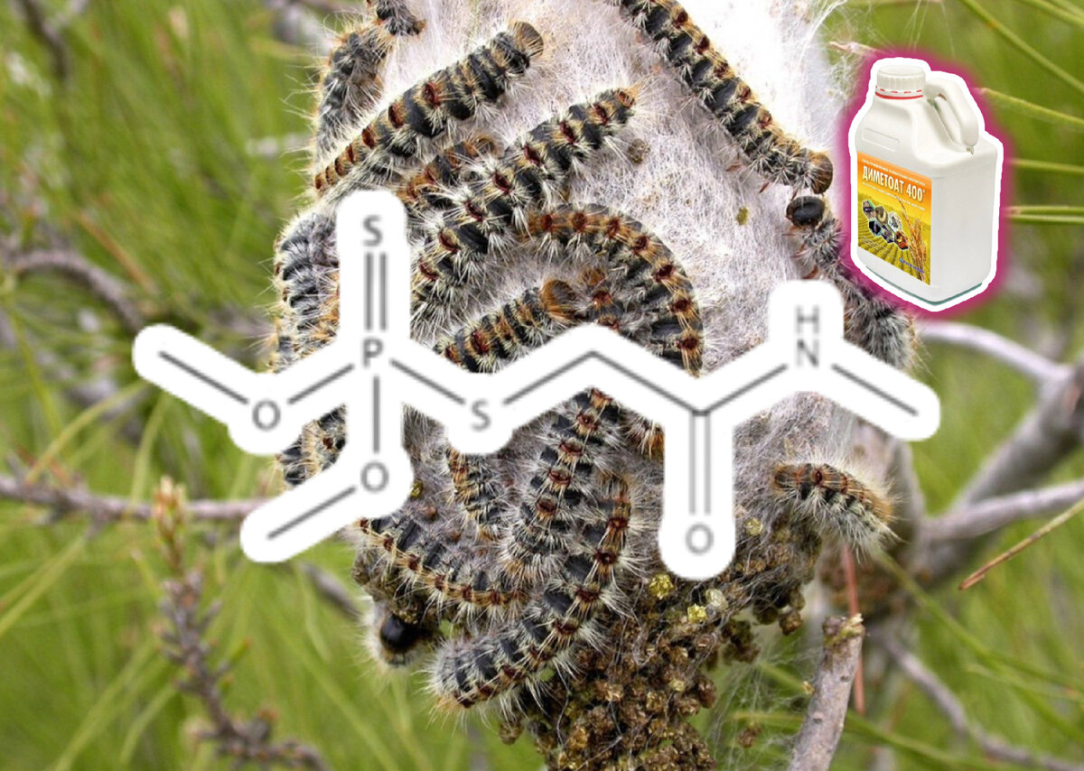 Диметоат - сложный эфир фосфорной кислоты, мощный пестицид. 