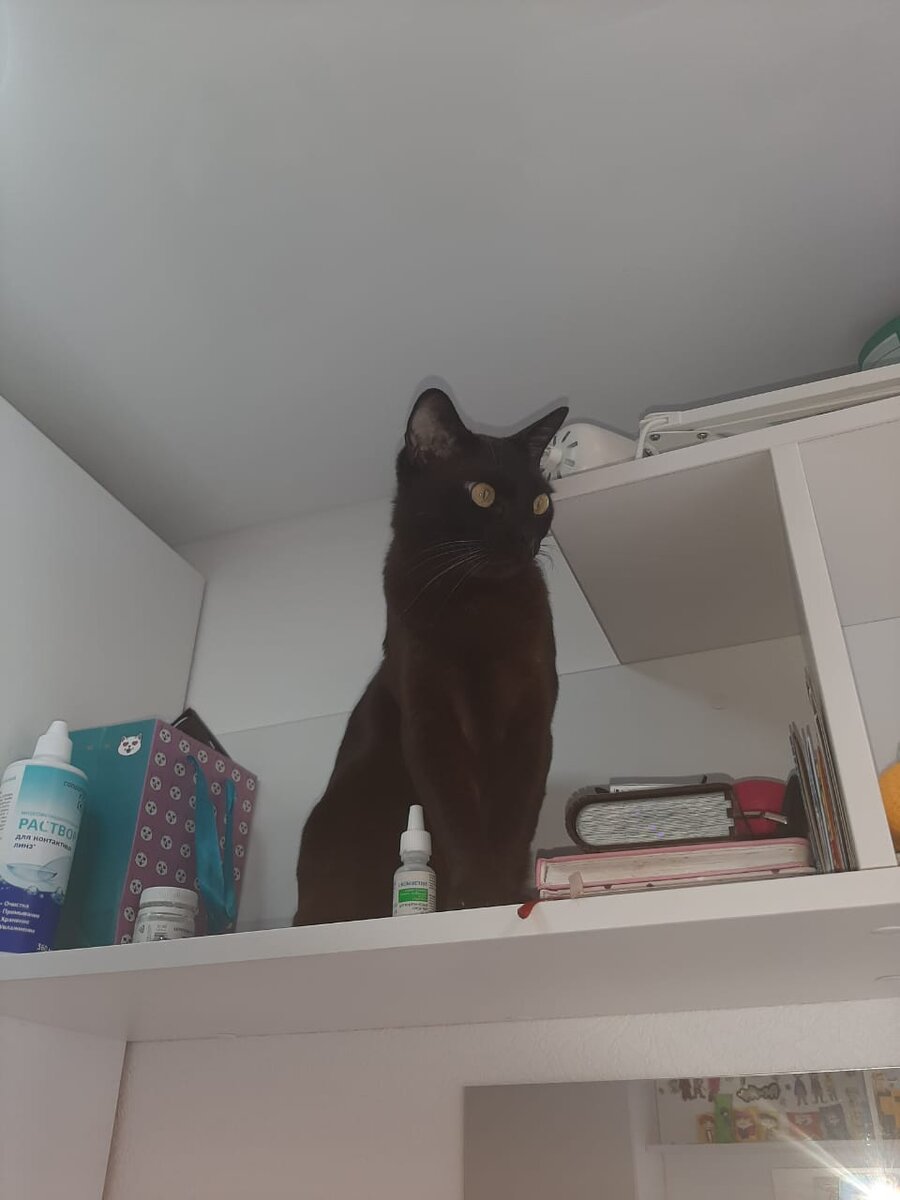 Тайсон - хозяйка Ласкова Соня