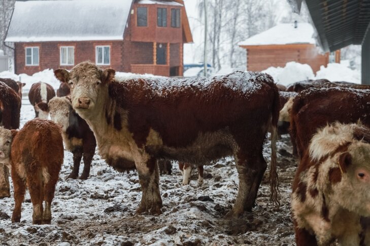    Фото из архива VN.ru