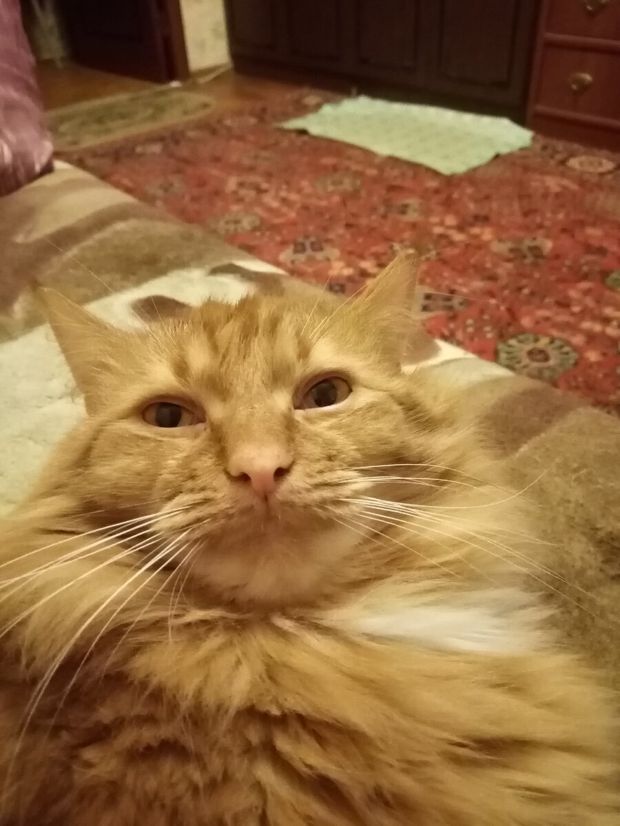 Кот Бонифаций, слушает мой рассказ🐱🐱🐱