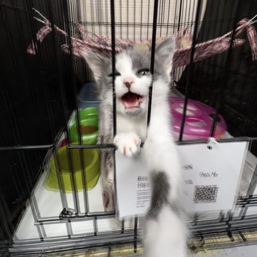 Медочек как бы говорит: «Постой, человек, не уходи насовсем, иди почитай, как подготовить дом к появлению в нем котёнка, и возвращайся за мной! Я же жду!»