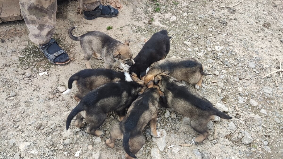 пока они маленькие и забавные