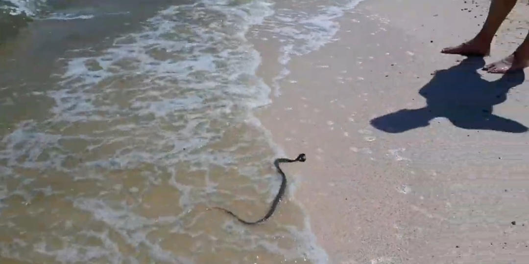 Ейск. По пляжу лимана от 2 микрорайона. Показываю морскую змею с добычей. Дома и сады местных жителей. Дорогу к морю