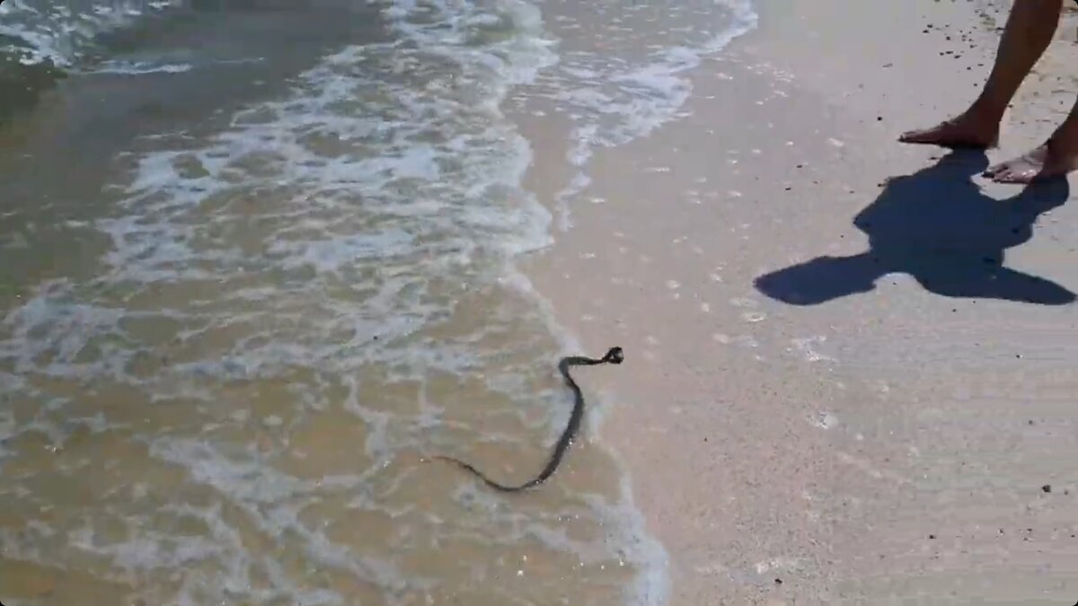 Смотрите на видео, как змея выползает с добычей