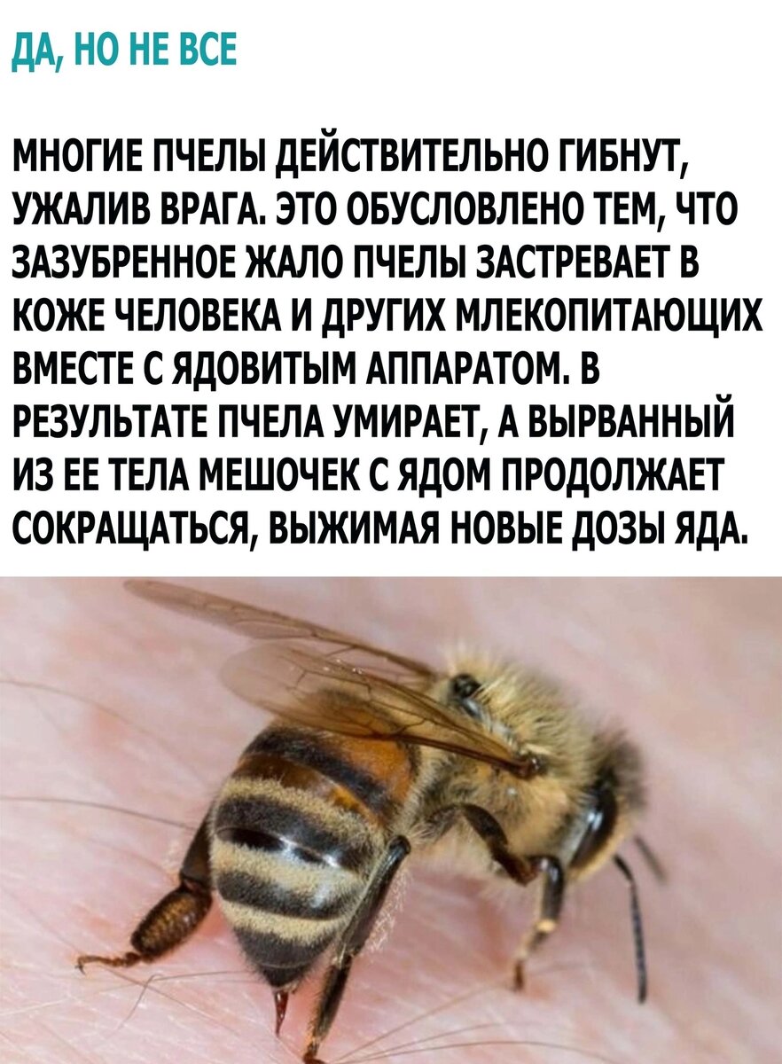 можно ли сажать пчелу на член фото 114