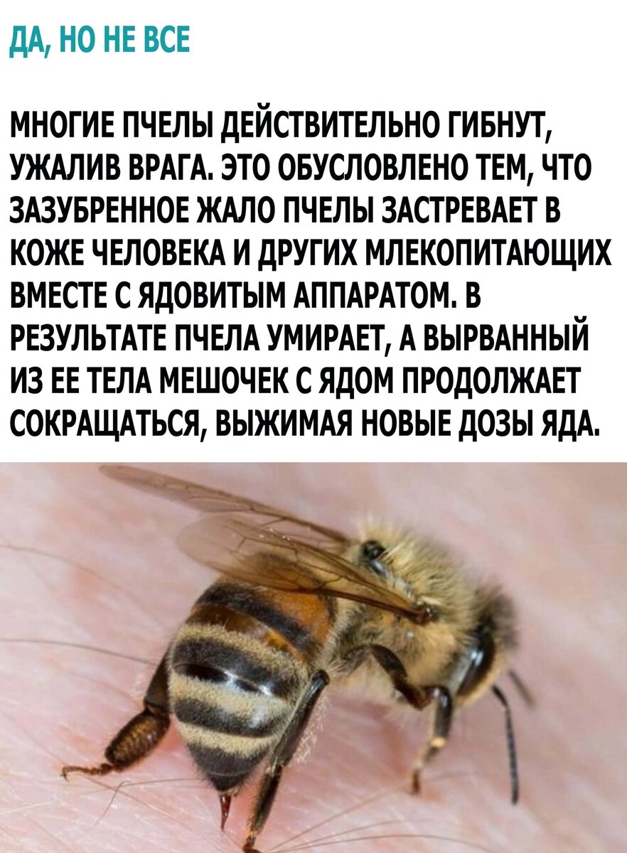 Почему умирают осы