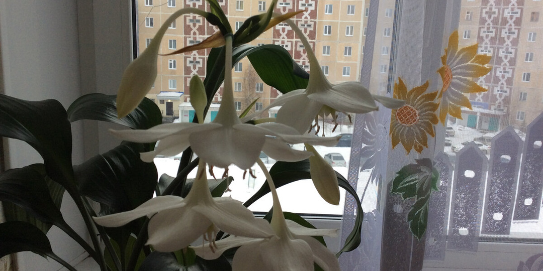 Эухарис, или Амазонская лилия