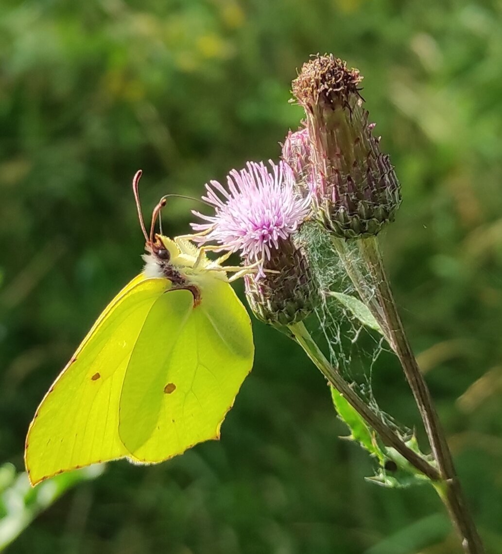 Бодяк полевой и бабочка крушинница (лимонница).