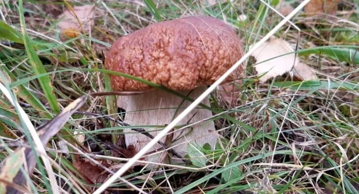    Производство мицелия грибов для веганского и оздоровительного питания как новый мировой тренд