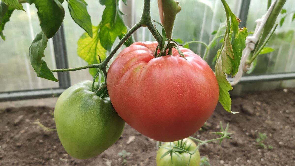 Абаканский розовый