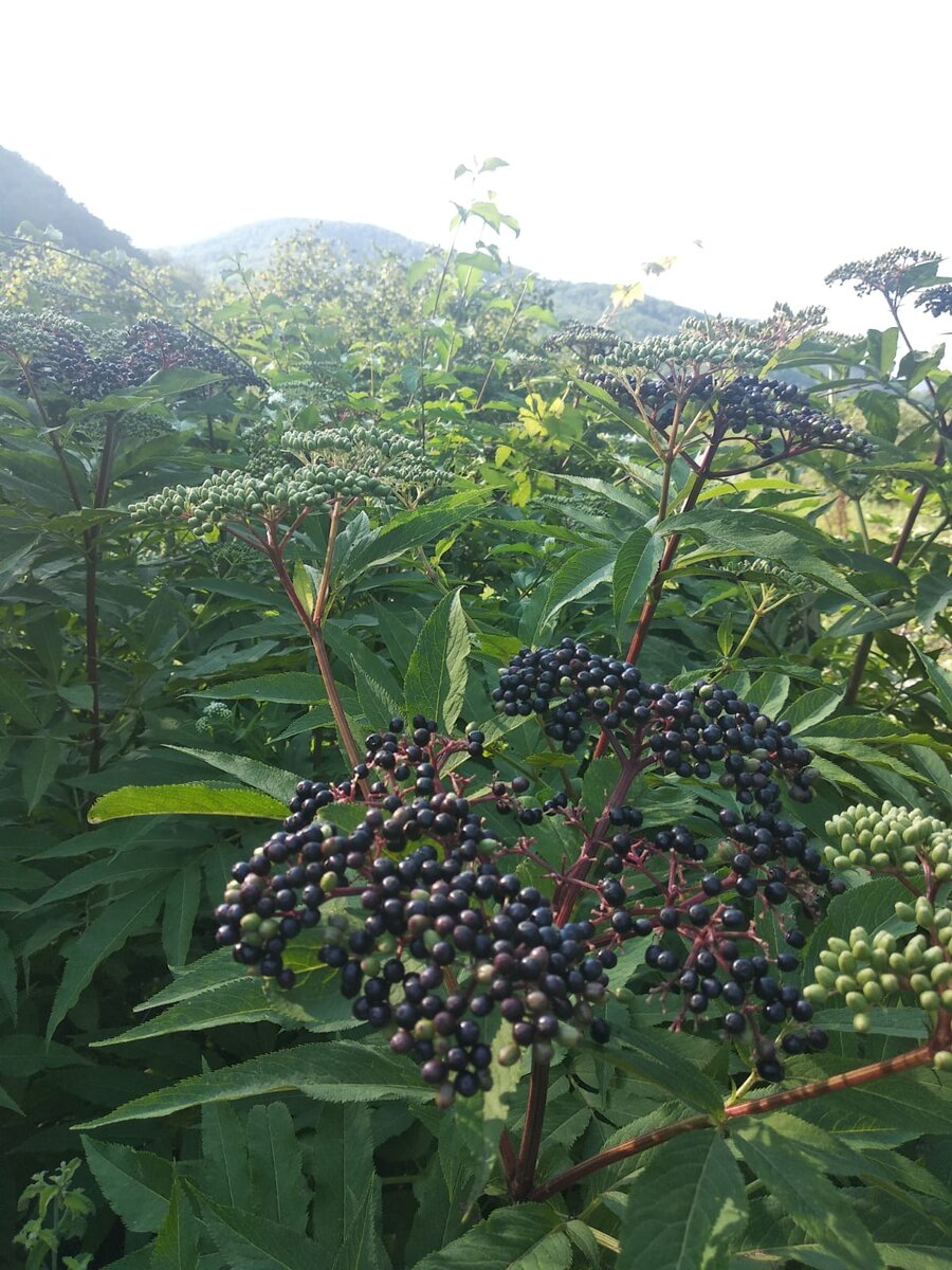 Окрестности Небуга. Прогулка моя. Фото моё.