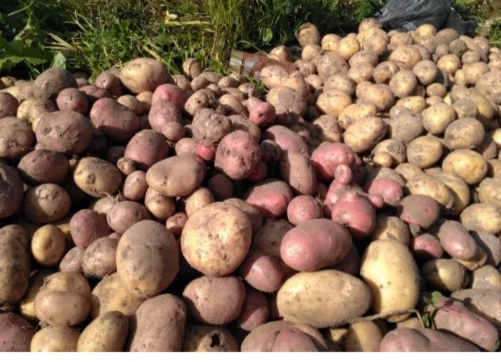 Яндекс картинки