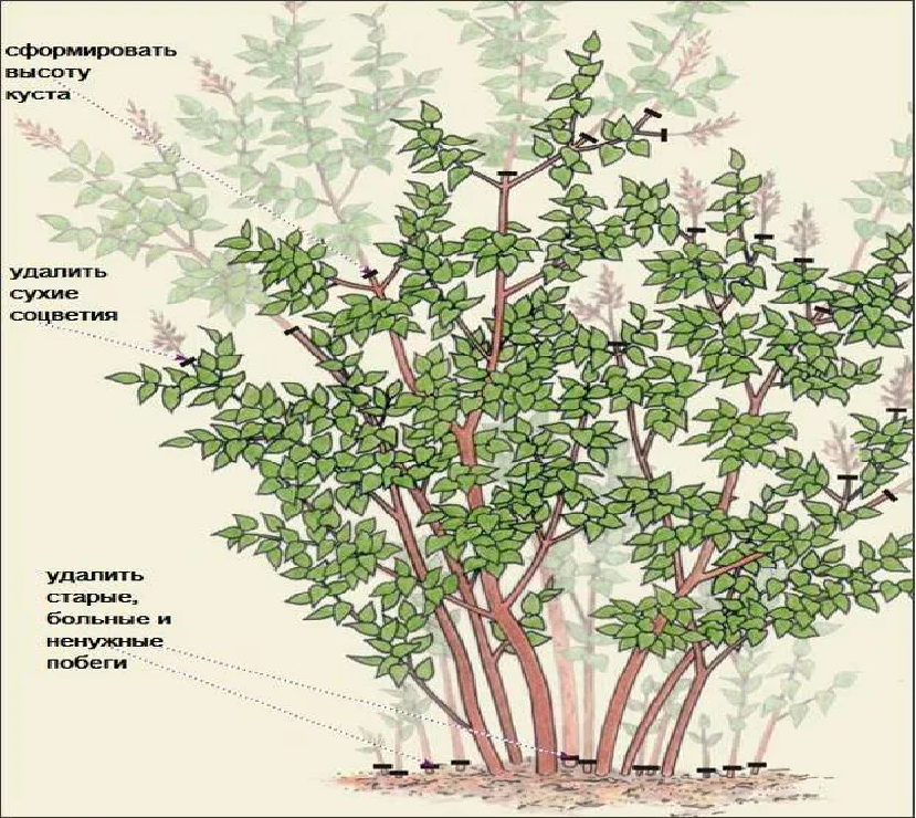 Обрезка сирени после цветения схема