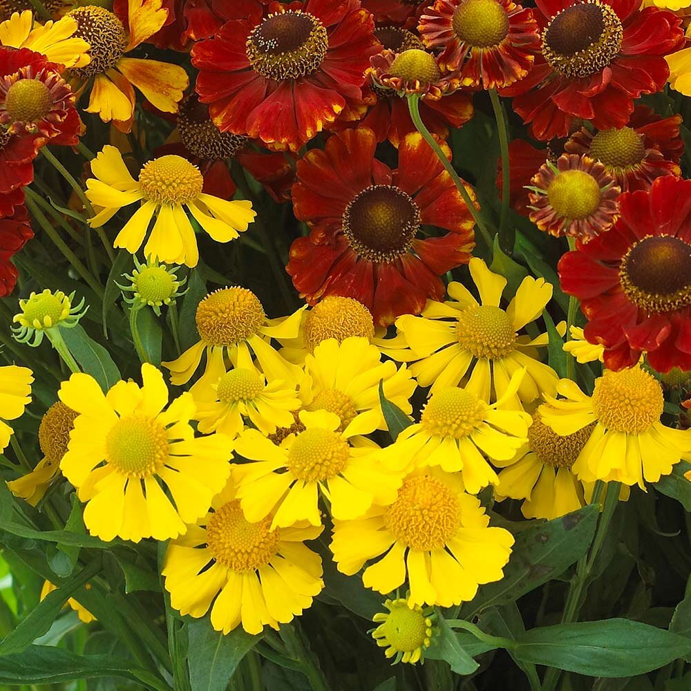 Гелениум осенний Helenium autumnale