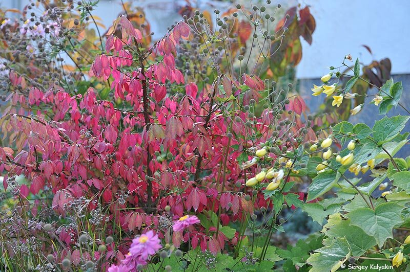 Бересклет крылатый Compactus