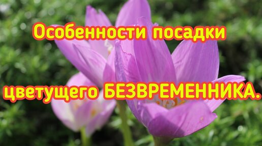 Особенности посадки цветущего БЕЗВРЕМЕННИКА.