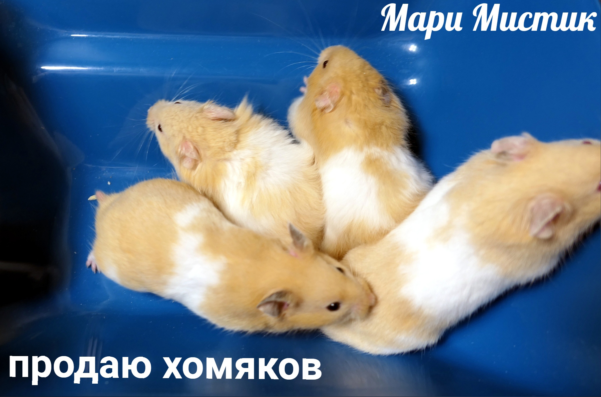 Хомяк комбр сегодня комбо. Чем отличается хомяк от крысы