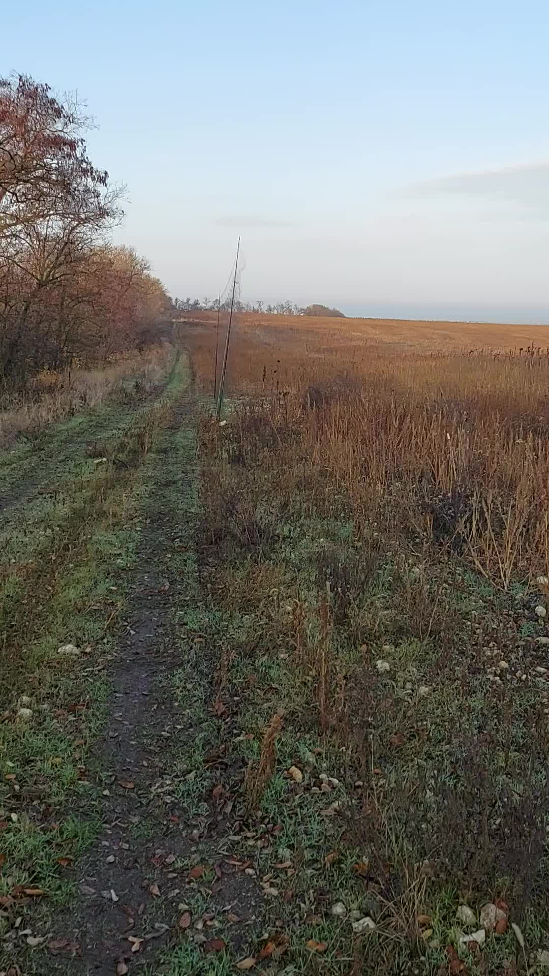 Певчие птицы крыма