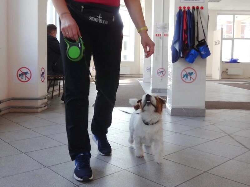Наталья и джек рассел терьер Хуч на занятиях в Дог-центре Тольятти.