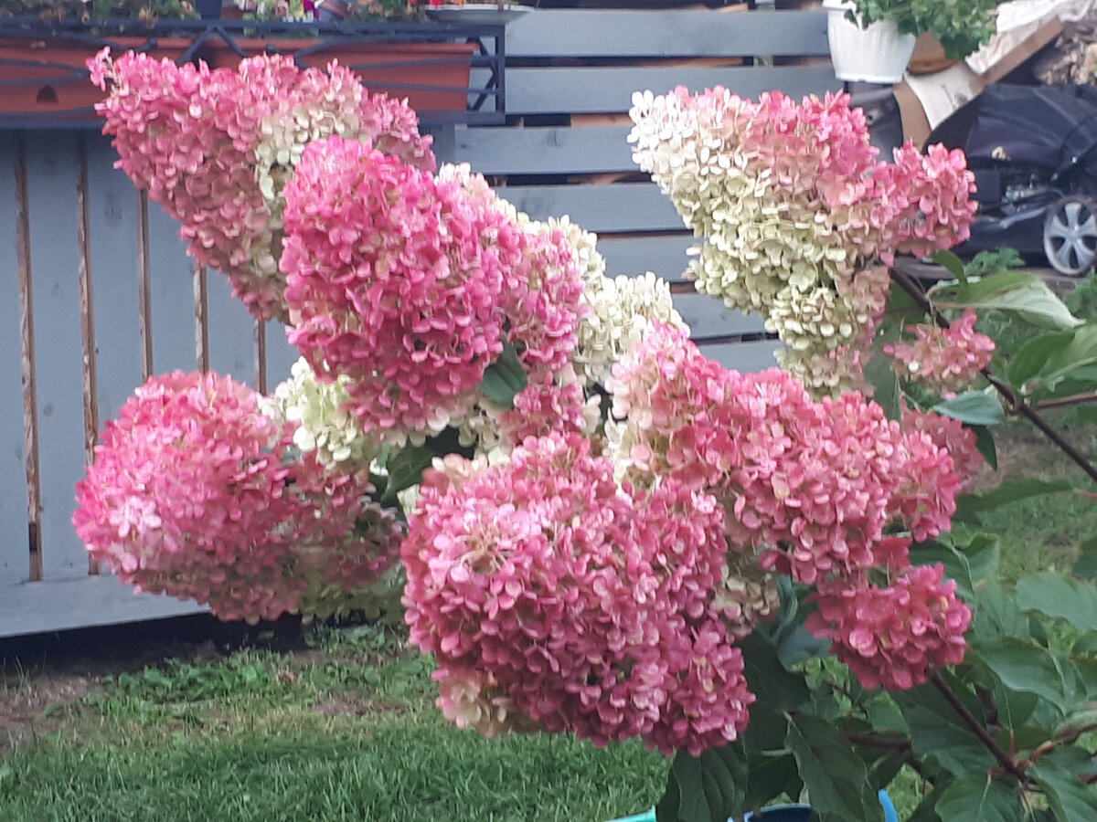 Она же в августе