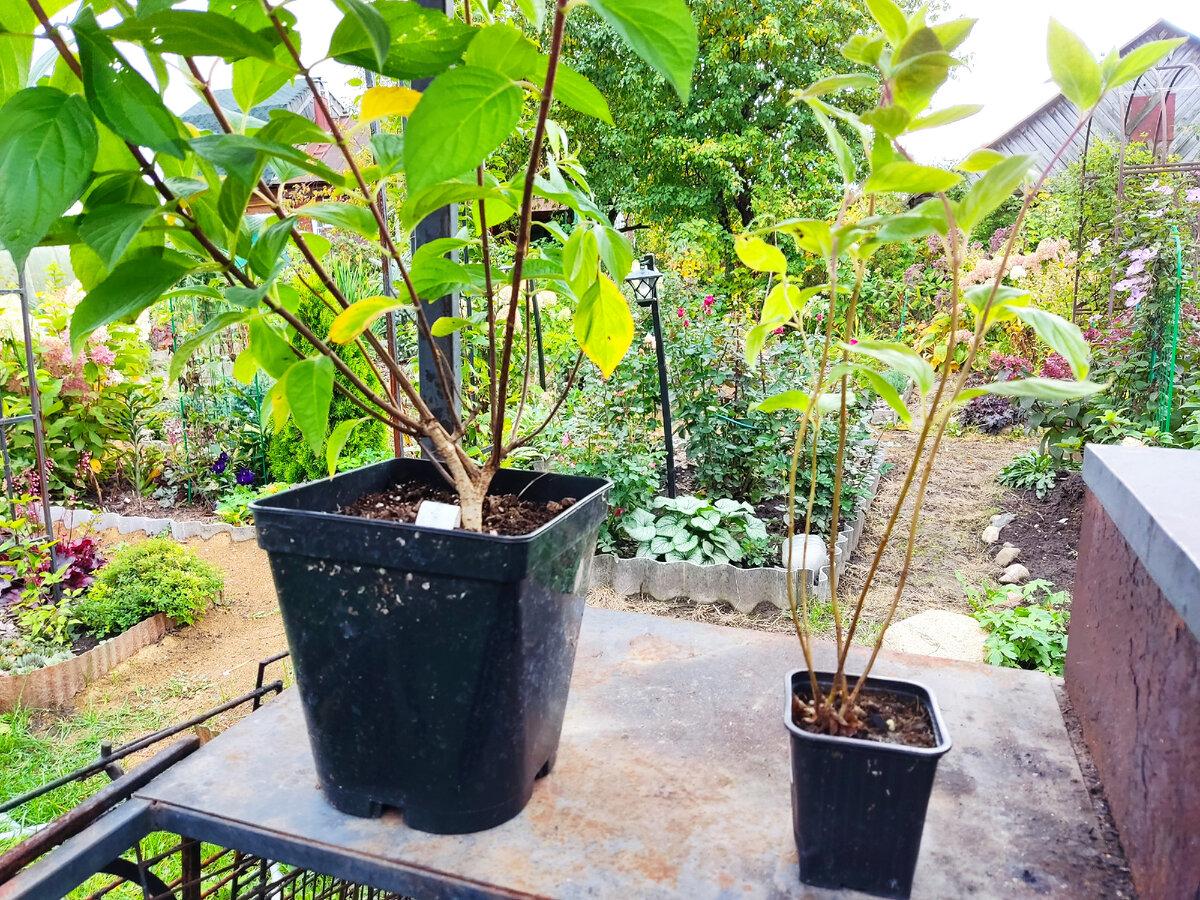 Из последних покупок- разница видна. Трёхлетняя и однолетняя, а разница в 300 рублей