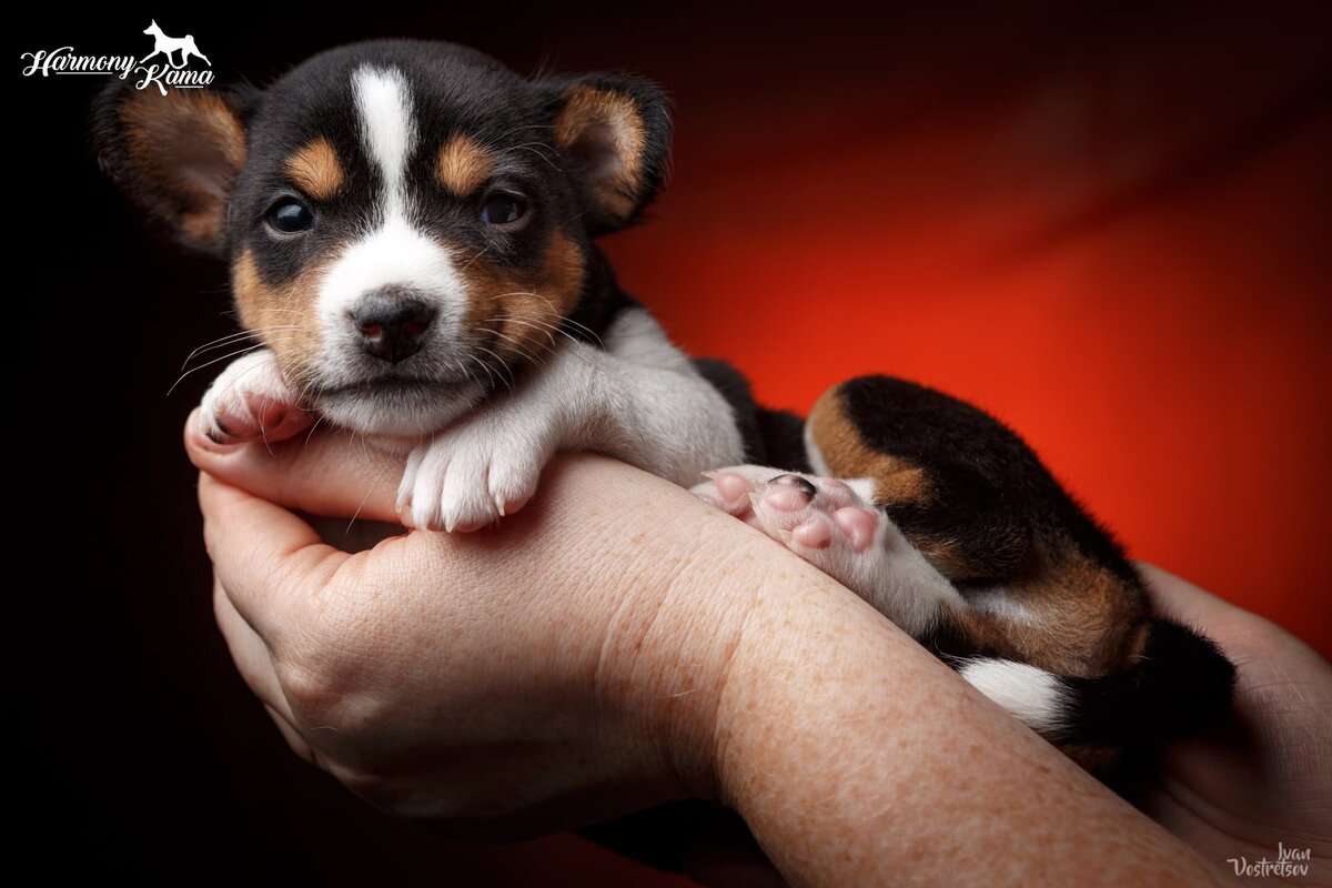 Малыш Дин. Фотография Ивана Вострецова.