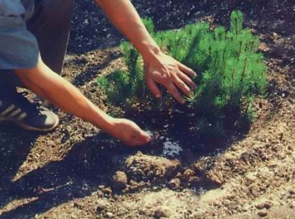 Подкормка поможет растениям спокойно перезимовать (источник фото: 1gryadka.ru)