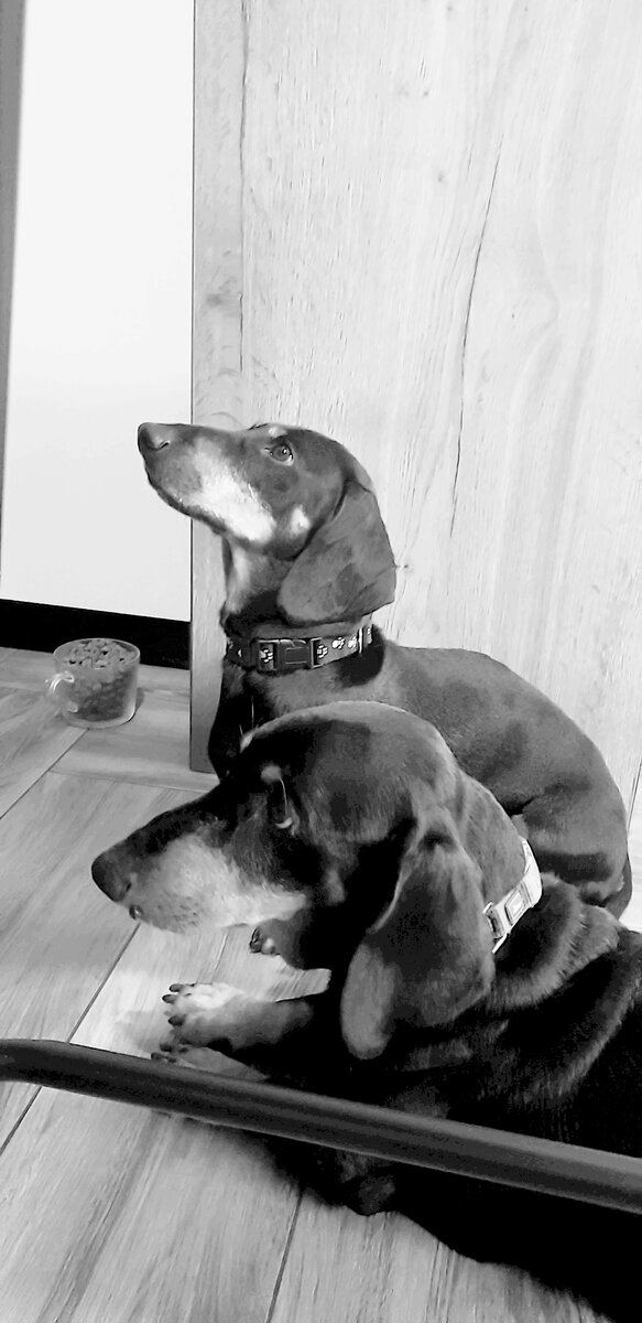 На переднем плане подарок друга. На заднем подарок судьбы. Арчер и Гриша.