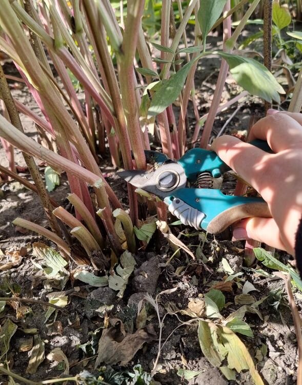 Как обрезаю пионы