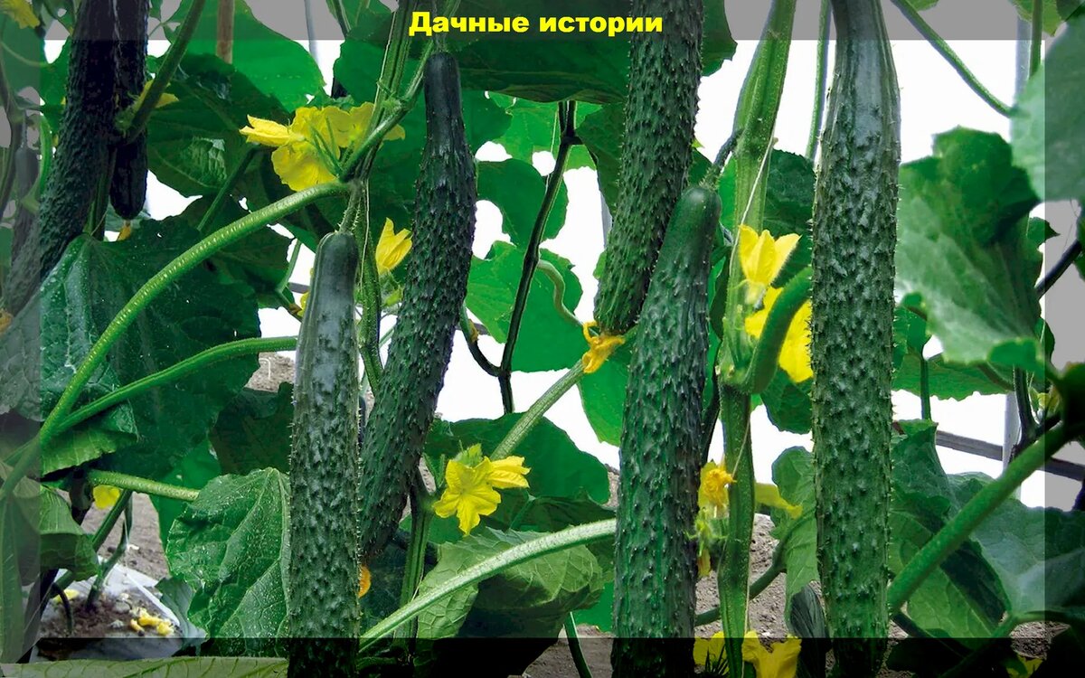 https://vk.com/photo-159774511_457256272. "Сибирский гигант F1"