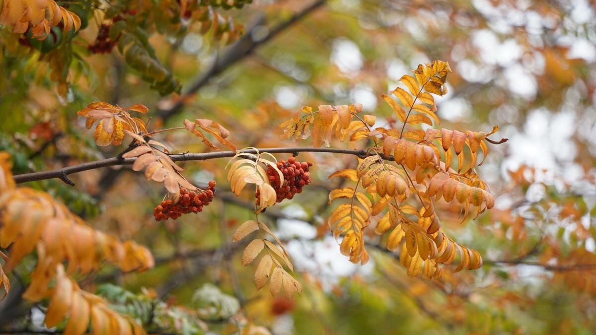    Дерево рябины с желтыми листьями:NUR.KZ/Владимир Третьяков