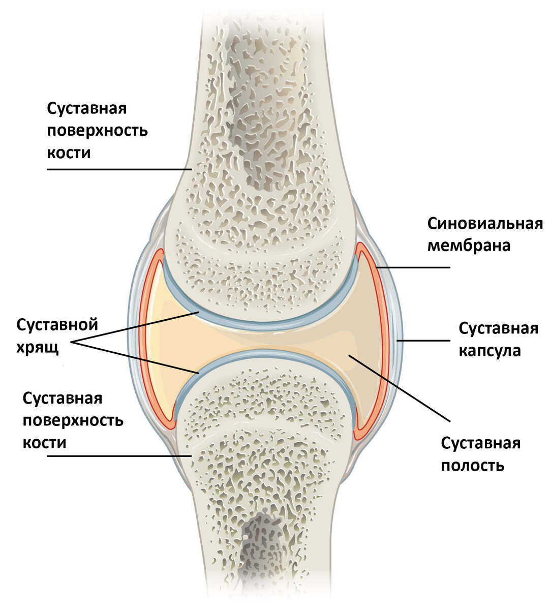 Элементы сустава. Строение сустава. Вспомогательные элементы сустава. Особенности строения сустава.