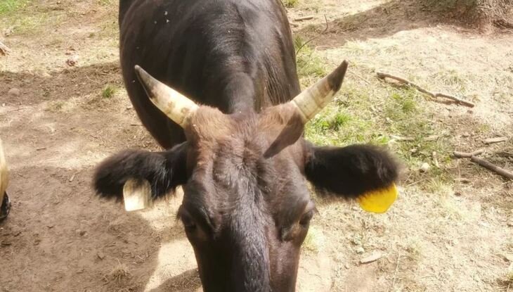    Обезроживание телят каустической пастой против термоутюга