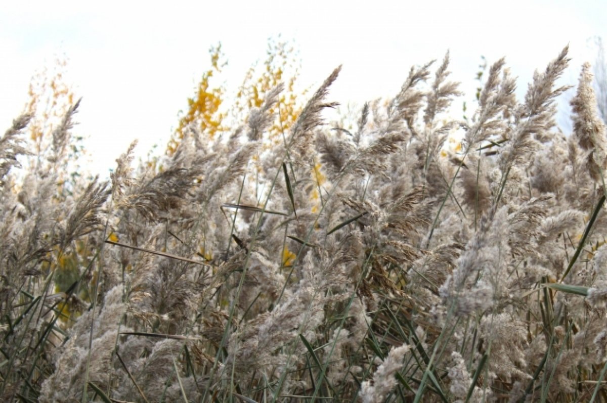    МЧС предупреждает о сильном ветре и в центральном районе Красноярского края
