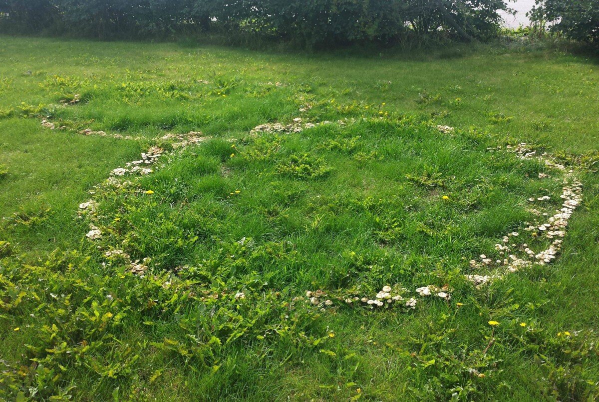 Сад для фей: загадочное место в мире магии и волшебства