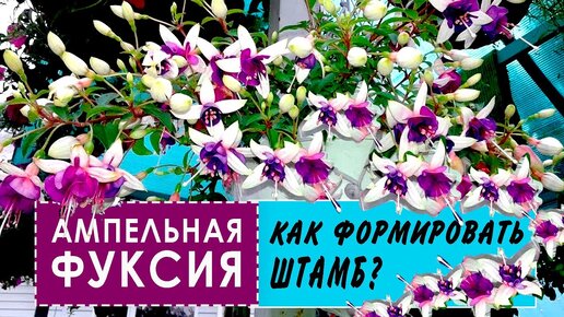 Ампельная ФУКСИЯ. Как правильно формировать и как вырастить штамб