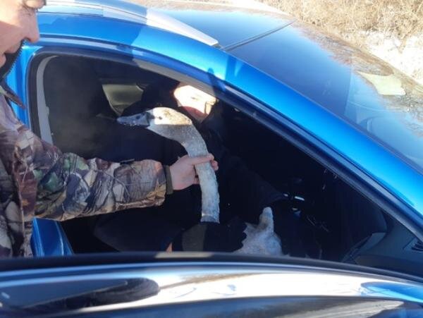    Как живет лебедь, которого спасли на реке в Оренбургской области? Фото и видео