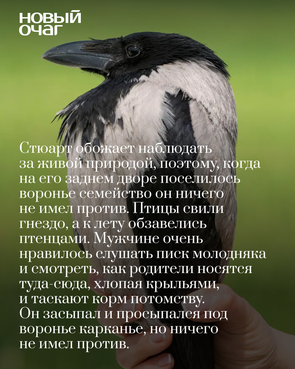Вернуть семью ворона. Вернуть семью ворона. Городские вороны. Ворона и её родственники. Ворона читает рэп.