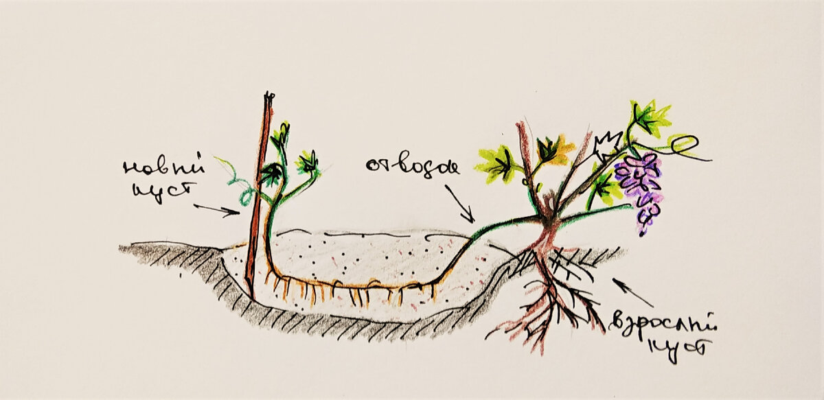 На рисунке не обозначена опора, но, надеюсь, вы догадались, что новому винограду тоже нужна поддержка, не сразу, по мере роста