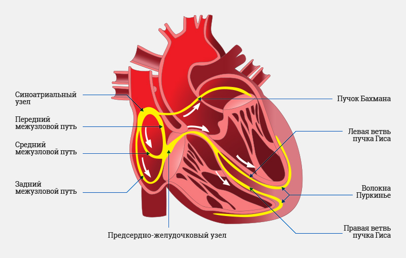 Сердечный путь. Синоатриальный узел сердца строение. Строение сердца анатомия пучки Гиса. Строение сердца пучок Гиса. Проводящая система сердца пучок Бахмана.