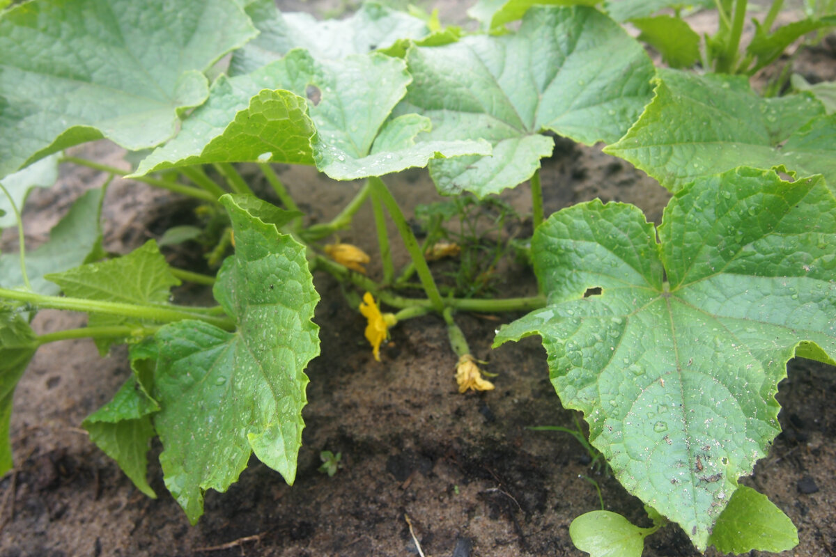 Огурцы. Фото автора.