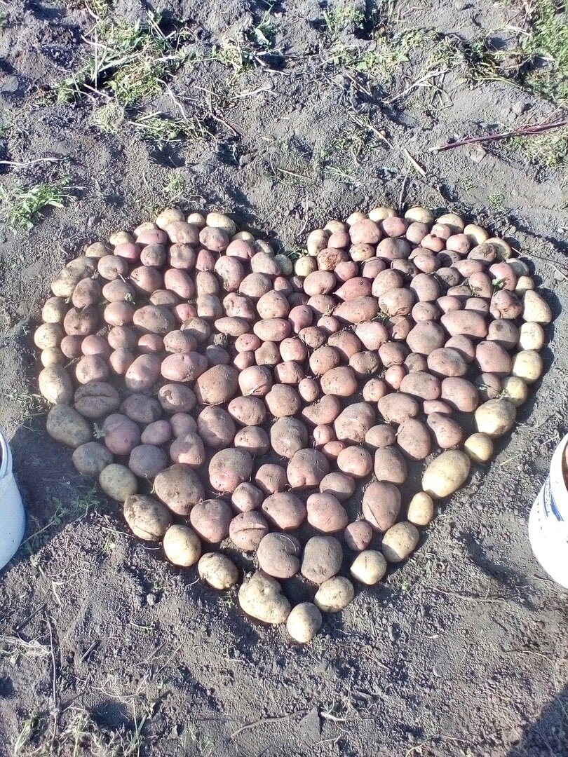 когда автору захотелось внести разнообразие в монотонный труд на огороде