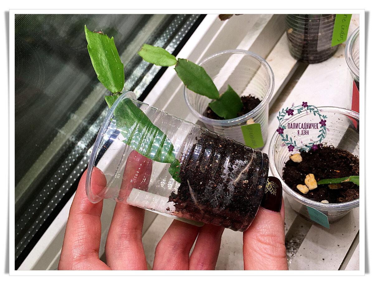 И ещё один покажу. В общем, метод отличный, работающий, во всём мне и декабристам моим подходящий. ⏩⏩