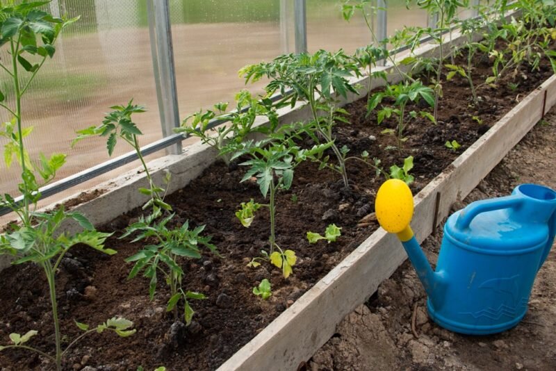Капельный полив помидор в теплице. Особенности питания растений - АгроДом